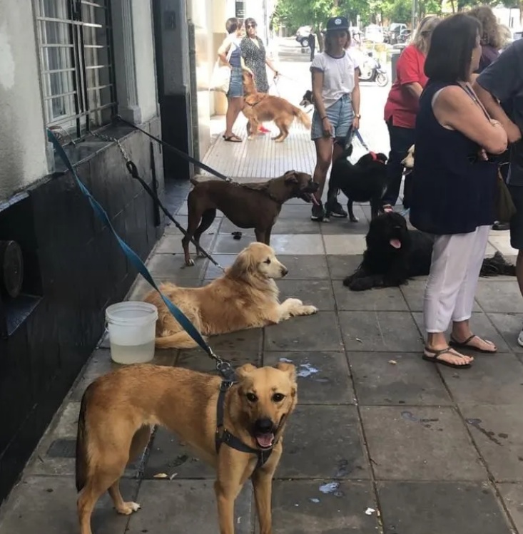 Perros en la espera de sus dueños