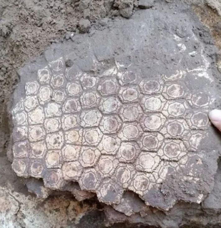 Caparazón del gliptodonte