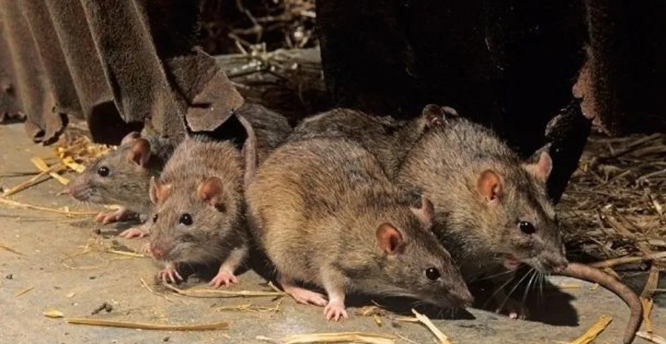 Ratones colilargos Ratones colilargos