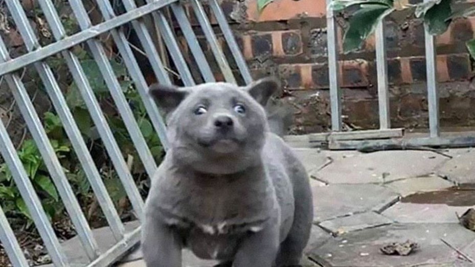 Perro con cara de gato Perro con cara de gato