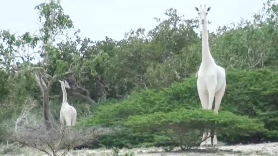 Jirafa Blanca Jirafa Blanca