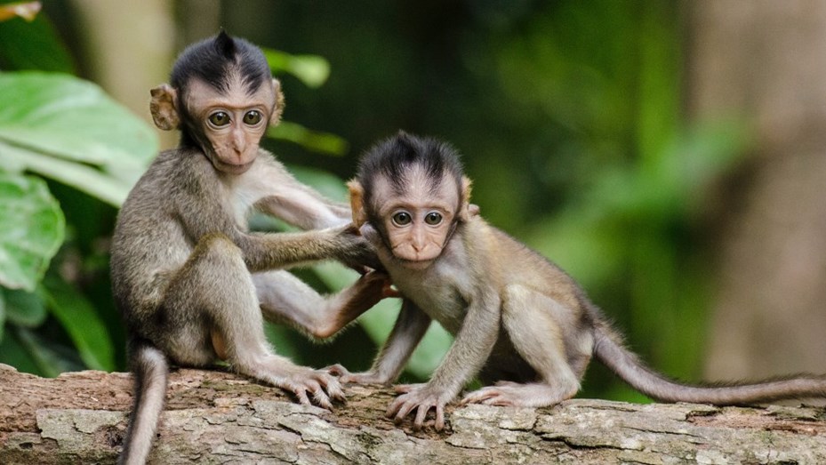 Monos Monos