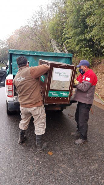 Rescate del Lobo Marino