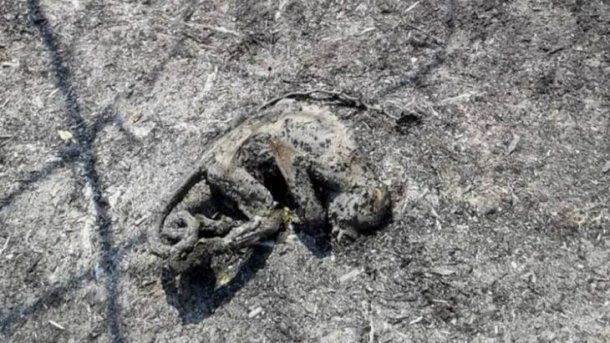 Estragos en la fauna también