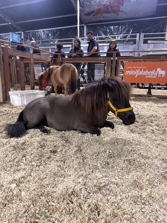 Rocky y Ringo en la Expo Rural. Rocky y Ringo en la Expo Rural.