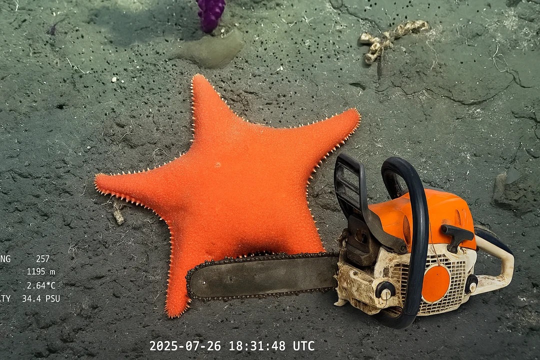 La estrella de mar con cola y la motosierra, el símbolo del gobierno d La estrella de mar con cola y la motosierra, el símbolo del gobierno d
