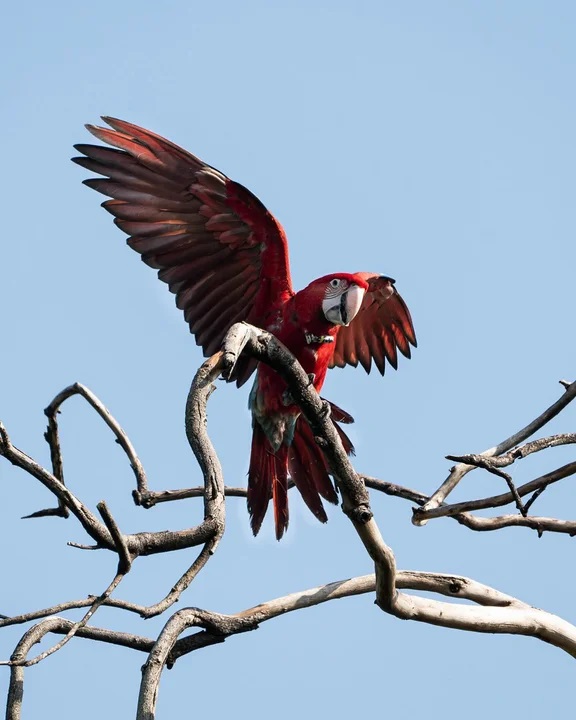 Guacamayo Guacamayo