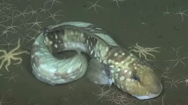 Especies nuevas y contaminación Especies nuevas y contaminación