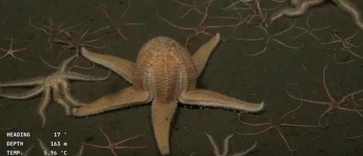 La estrella de mar,