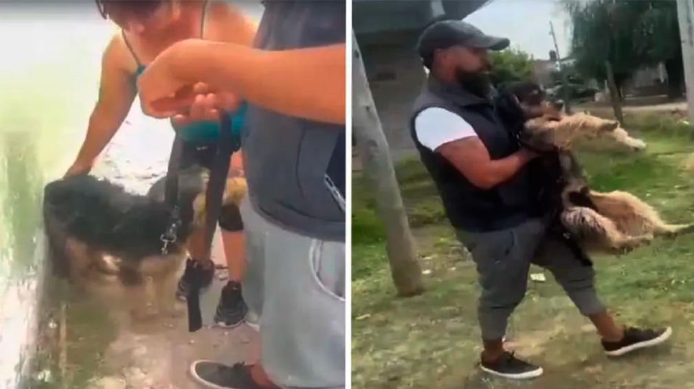 Grabó a su amigo de 15 años abusando de perros y lo viralizó: investigan un aberrante caso