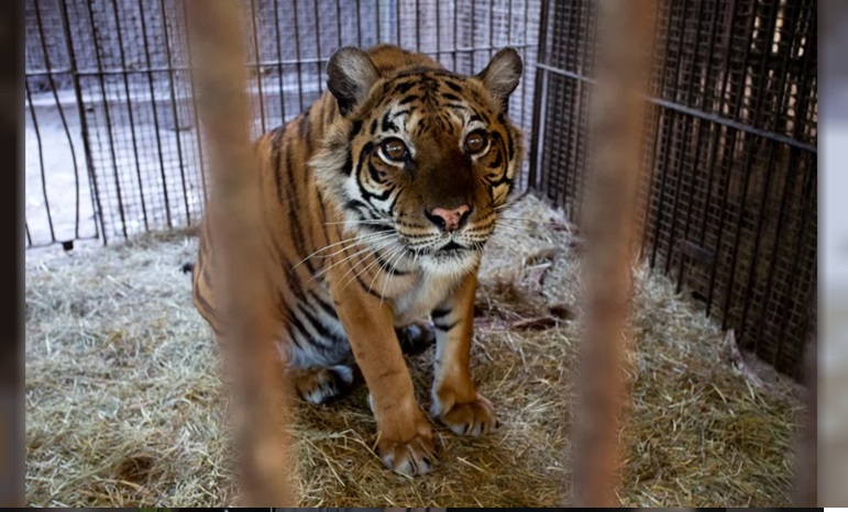 La tigresa será llevada a Amsterdam.