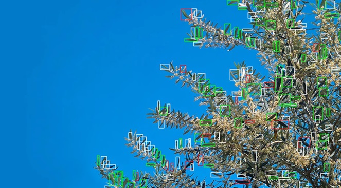 La IA detecta enfermedades en un árbol.