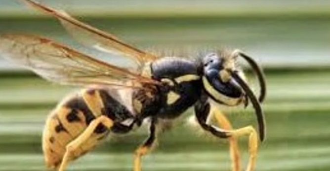 La avispa &ldquo;chaqueta amarilla&rdquo;.