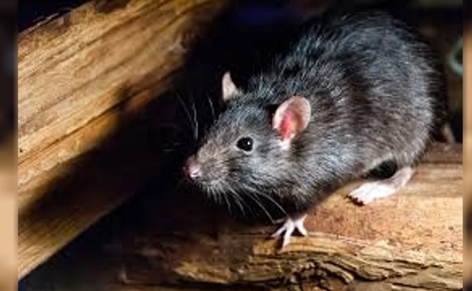 HANTAVIRUS