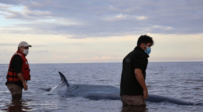 BALLENA VARADA