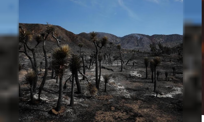 INCENDIO FORESTAL