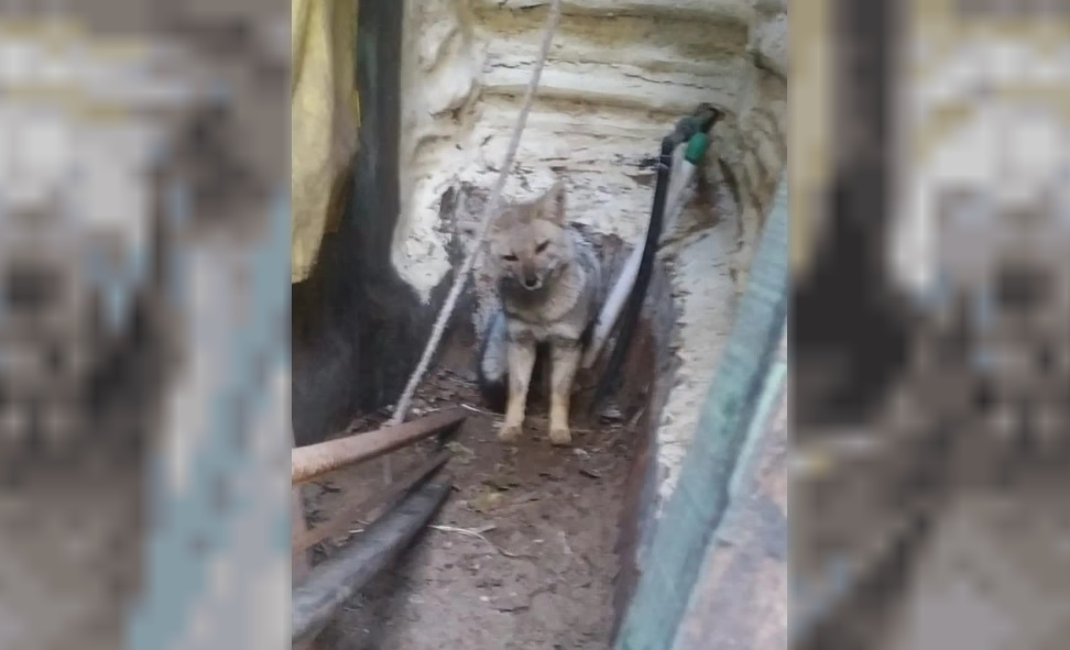 El zorro en el patio de la vivienda en Ostende.