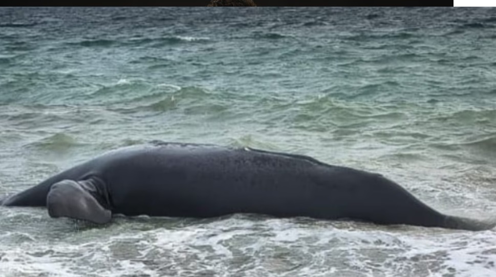 BALLENAS